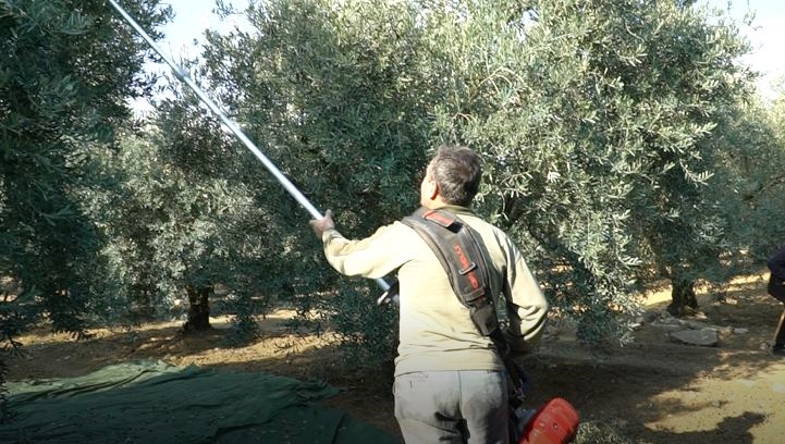 AKÇAPINAR’DA ZEYTİN MESAİSİ