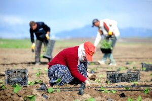 TARIMDA KÖKLÜ DEĞİŞİKLİK