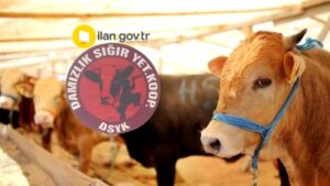 DAMIZLIK SIĞIR YETİŞTİRİCİLİĞİ KOOPERATİFİ KONGREYE GİDİYOR
