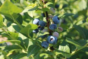 HİBELİ FİDE FİDAN BAŞVURULARI BAŞLADI