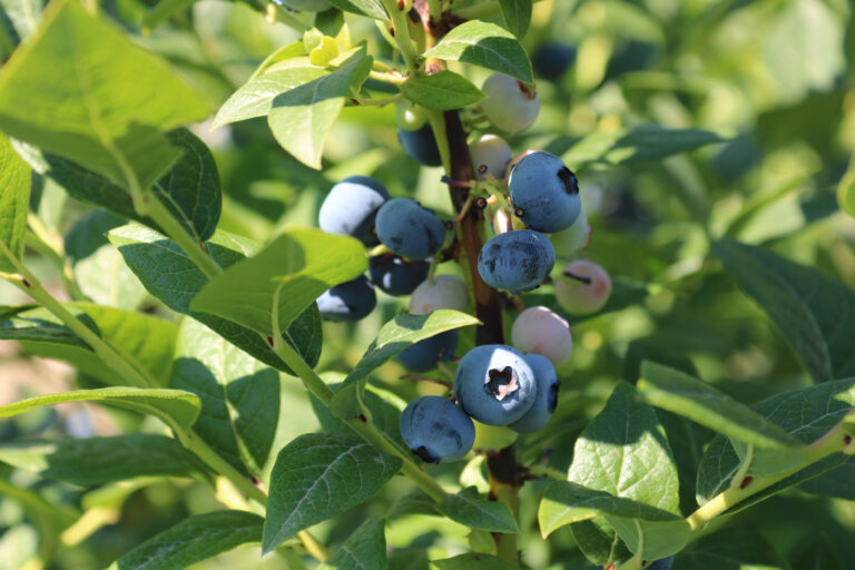 HİBELİ FİDE FİDAN BAŞVURULARI BAŞLADI