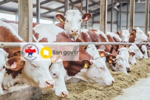 KIRMIZI ET ÜRETİCİLERİ KONGREYE GİDİYOR