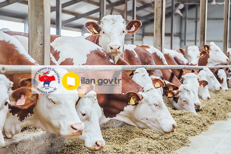 KIRMIZI ET ÜRETİCİLERİ KONGREYE GİDİYOR