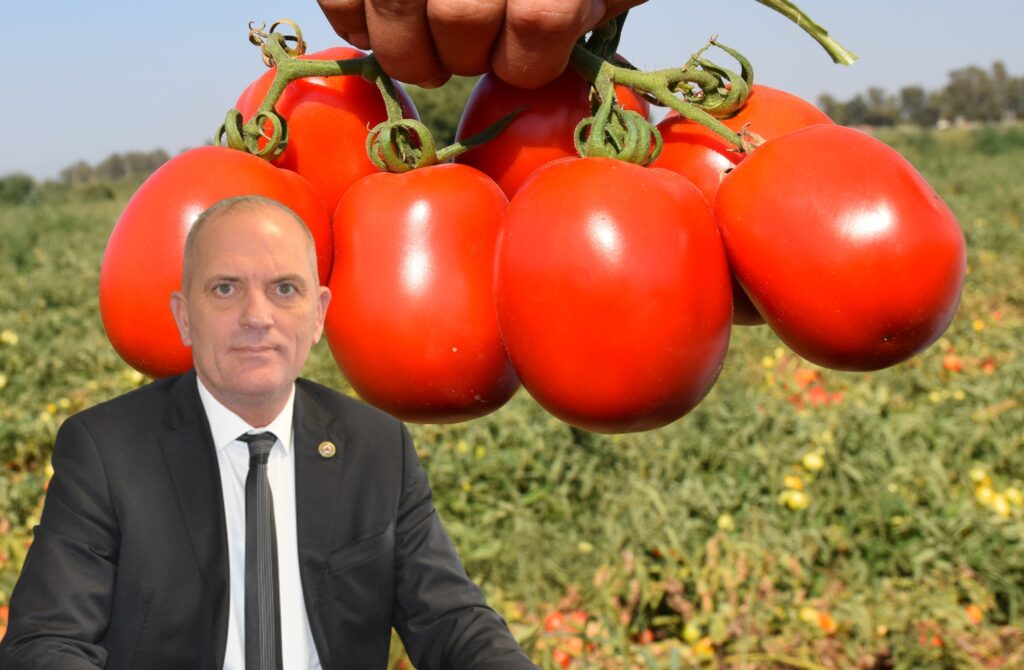 ‘İHRACAT OLMAZSA DOMATES TARLADA KALACAK’