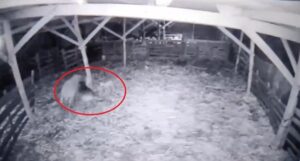 ÇİTTEN ATLADI KOYUNLARA SALDIRDI