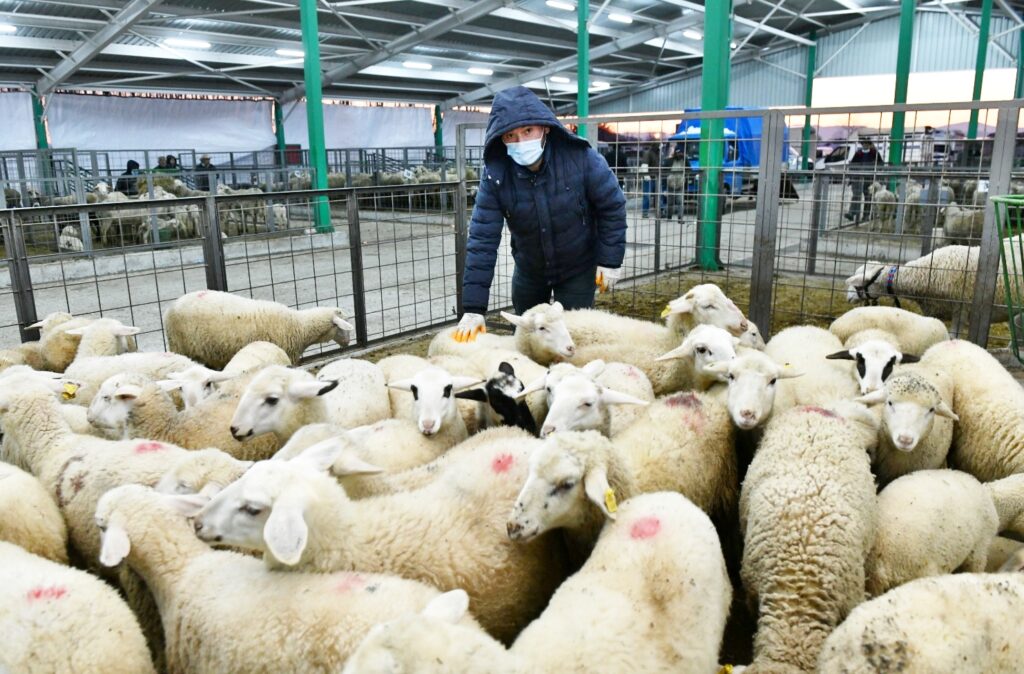 ŞAP KISITLAMASI KALKIYOR