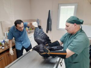 YARALI KUZGUN TEDAVİ EDİLDİ