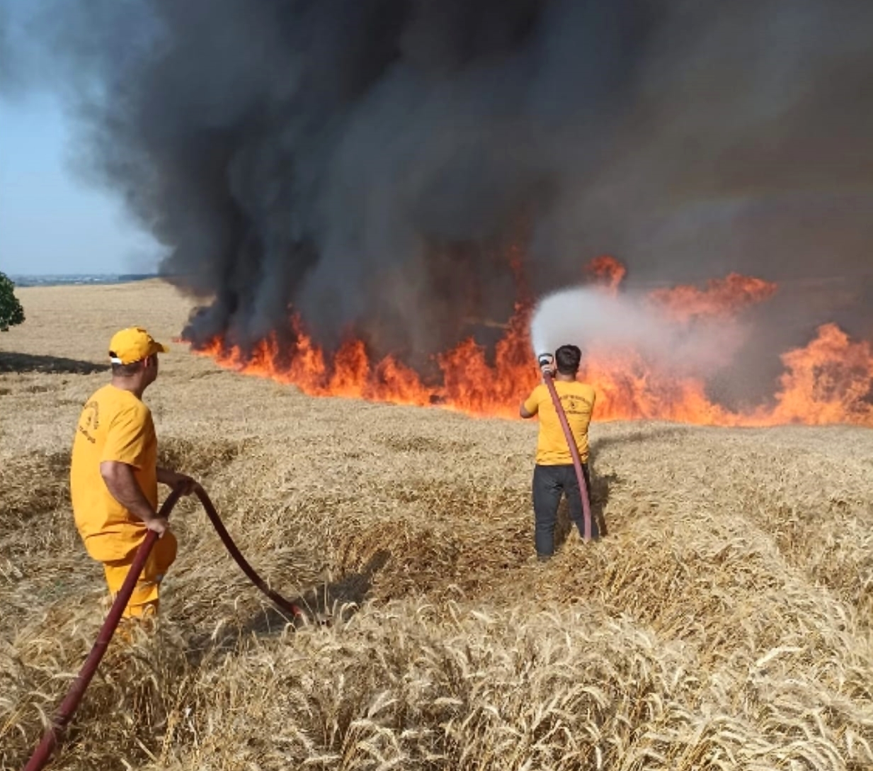 BUĞDAY TARLASI KÜLE DÖNDÜ