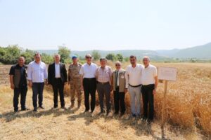 MUSTAFAKEMALPAŞA’DA YERLİ BUĞDAY HASADI