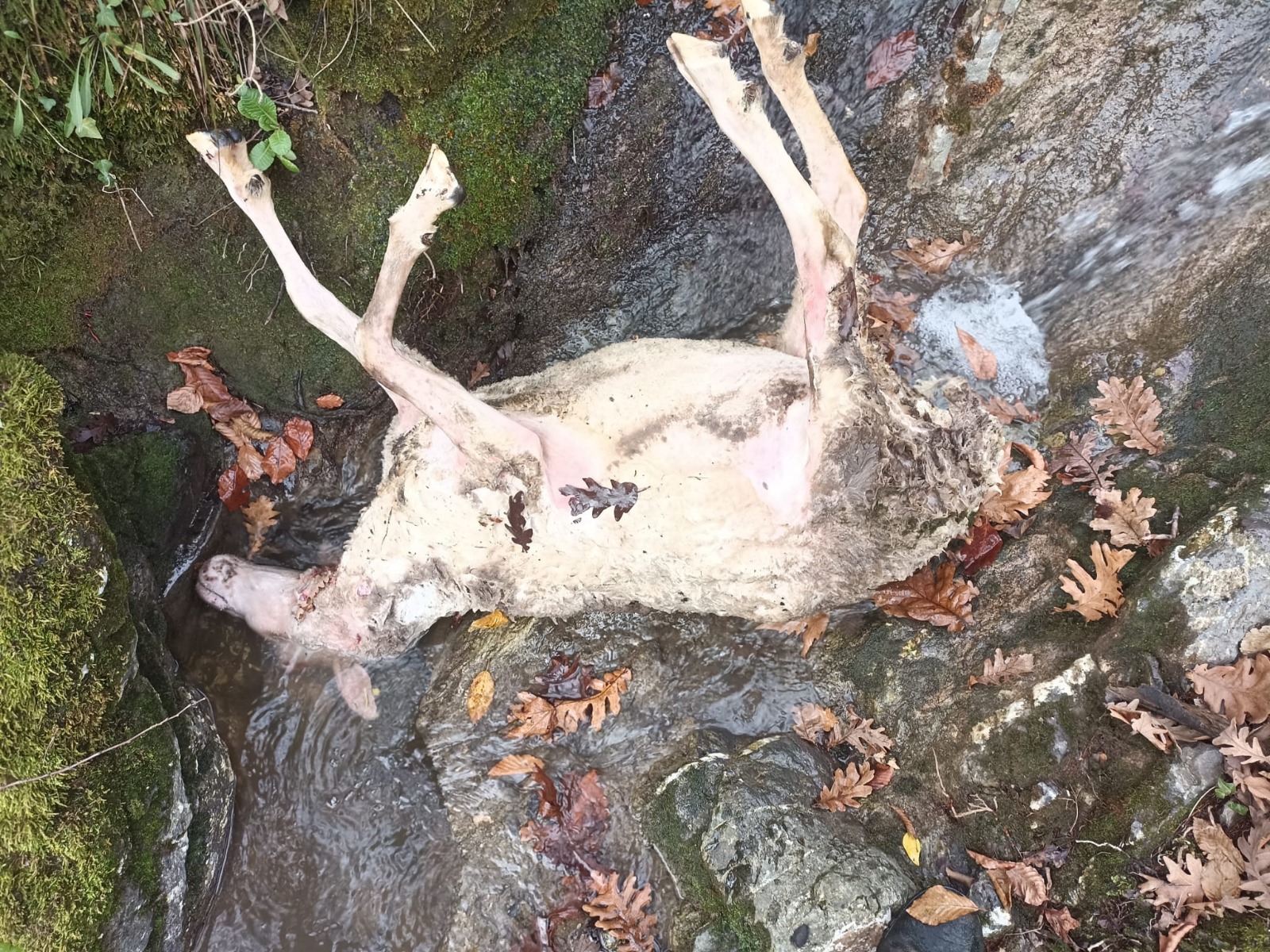 GÜPEGÜNDÜZ KURT SALDIRISI