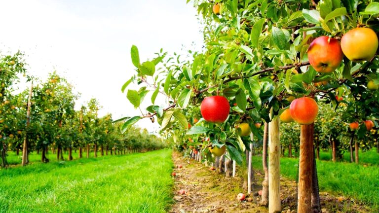 MEYVE BAHÇESİ UYARISI