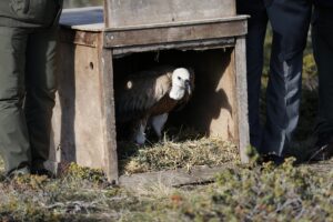 ‘KIZIL AKBABA’ DOĞAYA SALINDI