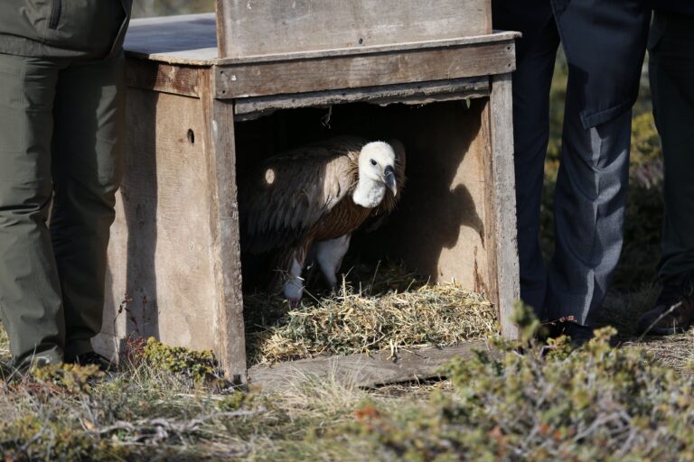 ‘KIZIL AKBABA’ DOĞAYA SALINDI
