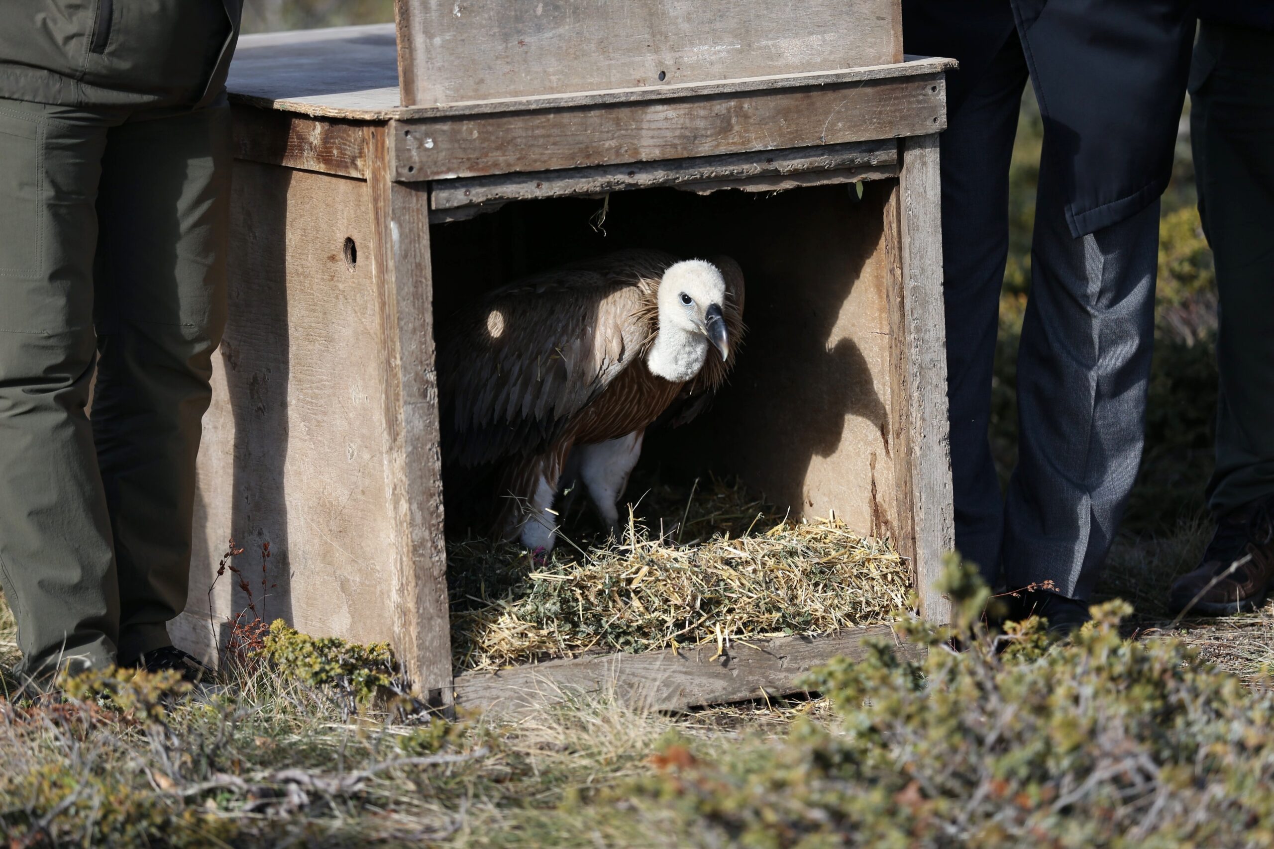 ‘KIZIL AKBABA’ DOĞAYA SALINDI