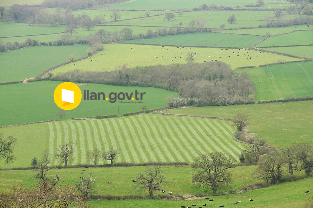 MAHKEMEDEN SATILIK TARLA