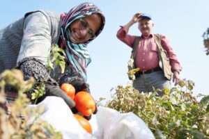 TARLADA KALAN DOMATESİ BEDAVA DAĞITTI