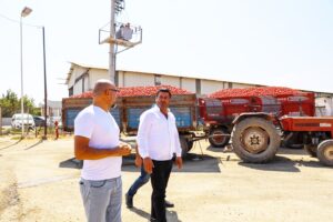 TONLARCA DOMATES RAMPALARDA ÇÜRÜYOR