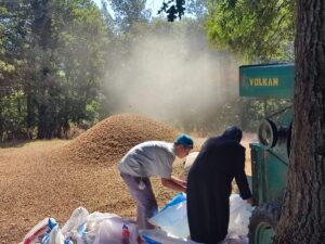 ‘FINDIK DİYARI SOĞUKPINAR’DA HASAT ZAMANI