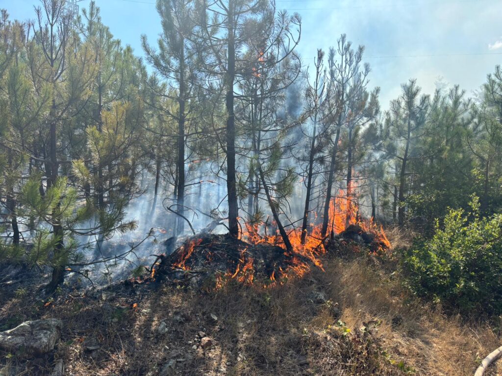 ORMAN YANGINI KORKUTTU