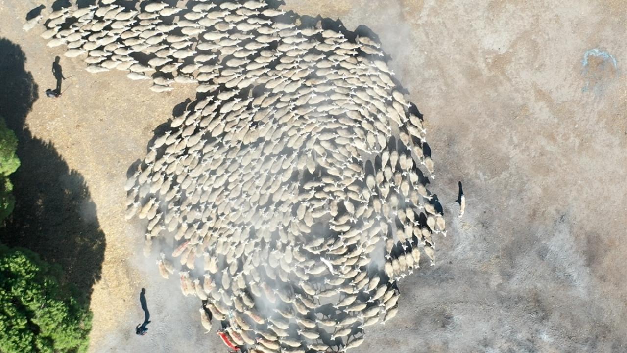 TİGEM’DE HEDEF 11 BİN 500 KUZU