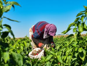 TARIM MÜDÜRLÜĞÜ’NDEN ÜRETİCİLERE UYARI