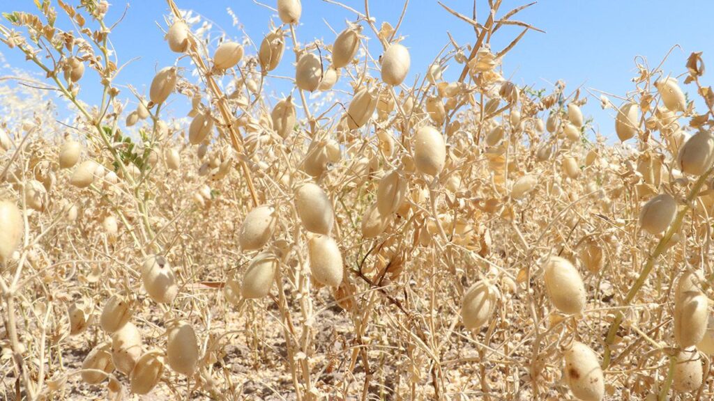 MUSTAFAKEMALPAŞALI ÇİFTÇİYE NOHUT DESTEĞİ