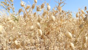 MUSTAFAKEMALPAŞALI ÇİFTÇİYE NOHUT DESTEĞİ