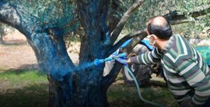 MUSTAFAKEMALPAŞALI ZEYTİNCİLERE UYARI