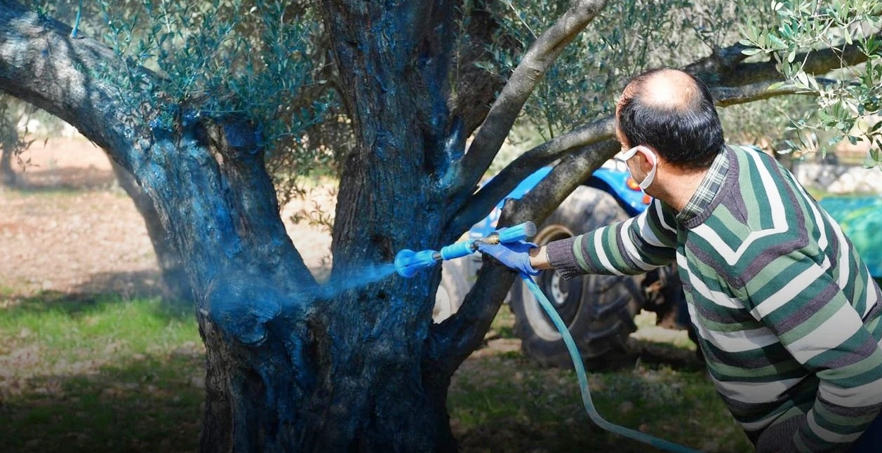 MUSTAFAKEMALPAŞALI ZEYTİNCİLERE UYARI