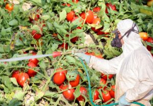 ACETAMİPRİD KULLANIMI YASAKLANDI