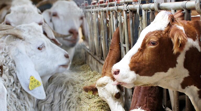 KURBAN KESİM NOKTALARI BELİRLENDİ