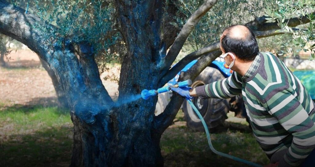 ZEYTİN SAHALARINDA PAMUKLU NİMF BİTİ UYARISI