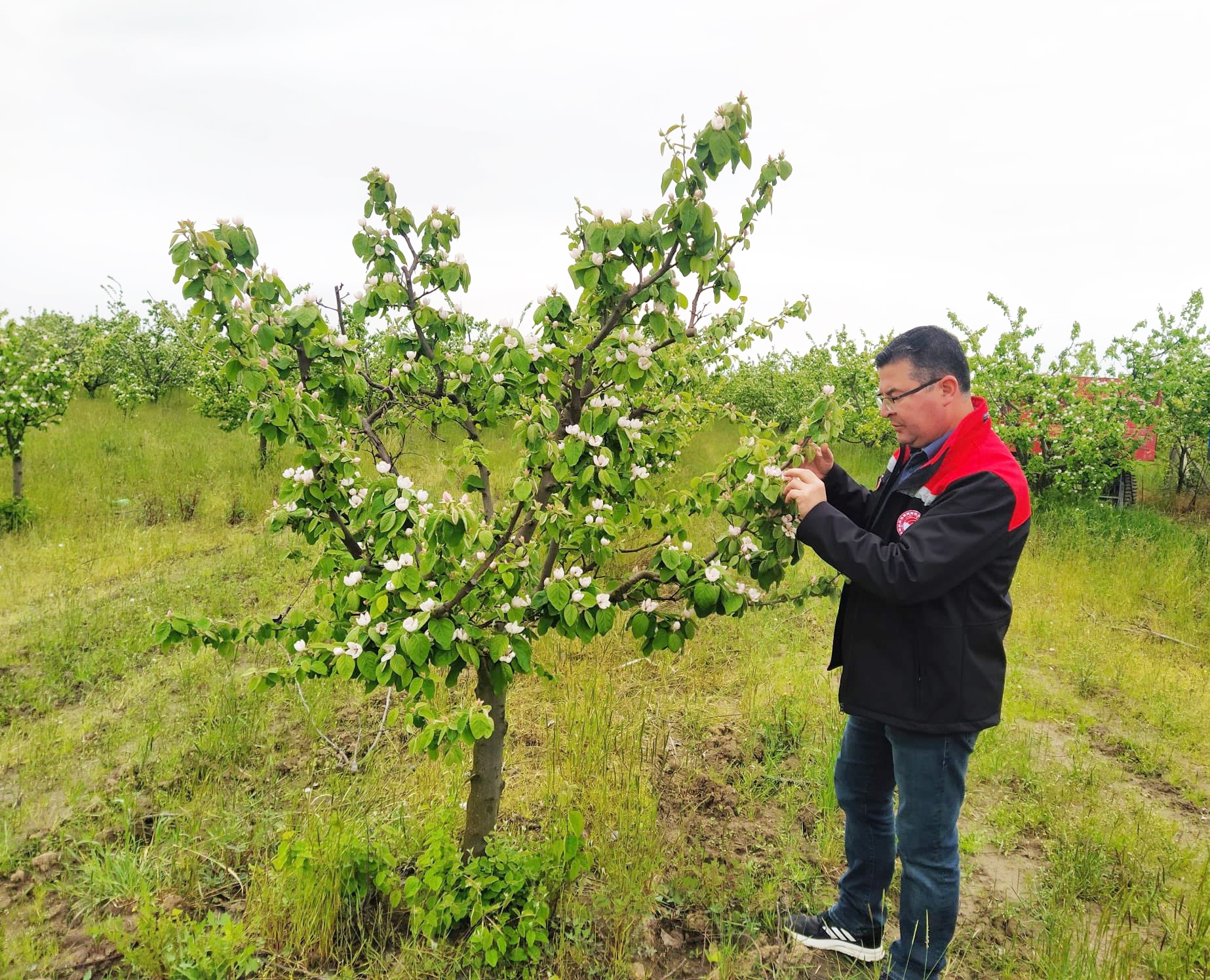 ZİRAİ DON AFETİNDE ZARAR KARŞILANACAK
