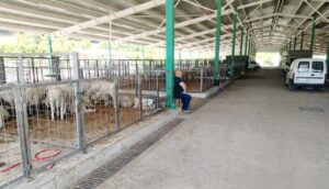 HAYVAN PAZARI AÇILDI, KURBANLIKLAR SATIŞTA