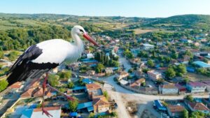 KARAOĞLAN LEYLEKLERİ İLE MEŞHUR OLMA YOLUNDA