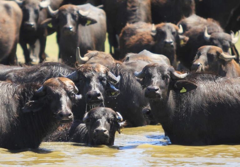 KARAOĞLAN’DA AFRİKA MANZARASI