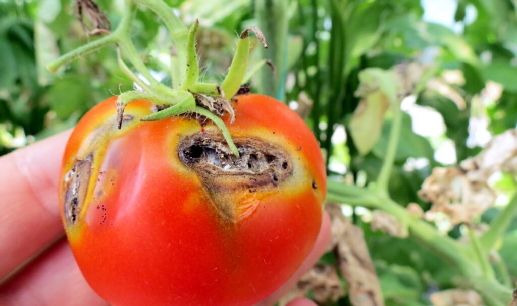 MUSTAFAKEMALPAŞALI ÜRETİCİLERE DOMATES UYARISI