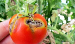 MUSTAFAKEMALPAŞALI ÜRETİCİLERE DOMATES UYARISI