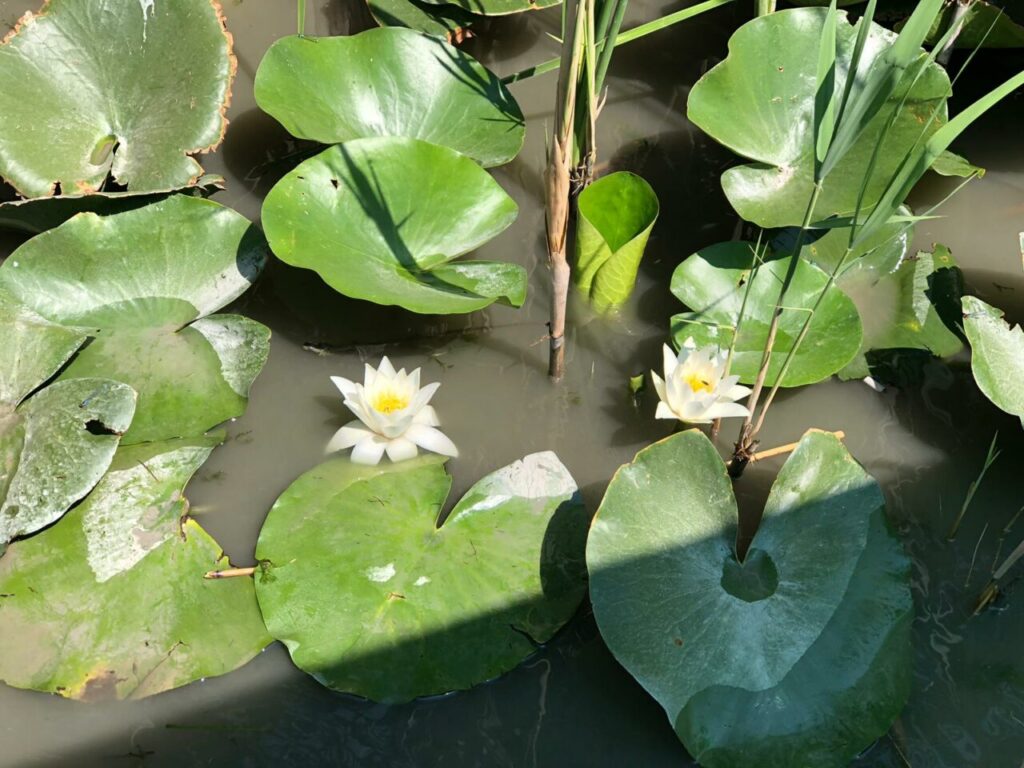 BU ÇİÇEĞİ KOPARMANIN CEZASI 557 BİN TL