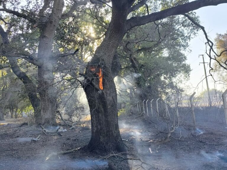 MEZARLIĞA SIÇRAYAN YANGIN UCUZ ATLATILDI