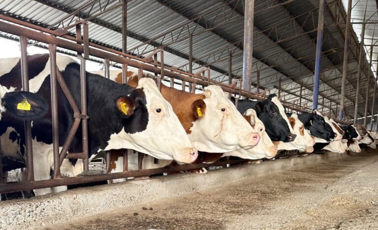 MUSTAFAKEMALPAŞA’DA ŞAP TESPİT EDİLDİ