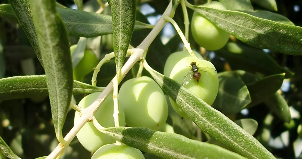MUSTAFAKEMALPAŞA’DA ‘ZEYTİN SİNEĞİ’ UYARISI