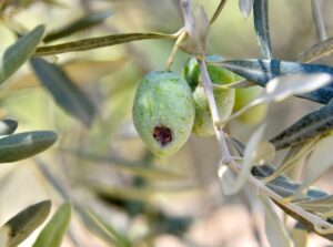 MUSTAFAKEMALPAŞA’DA ZEYTİN ÜRETİCİLERİNE UYARI