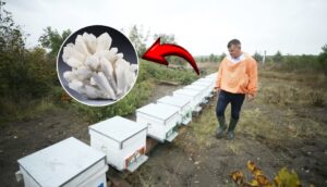 ARI ÖLÜMLERİNE KARŞI ‘BOR’ MUCİZESİ