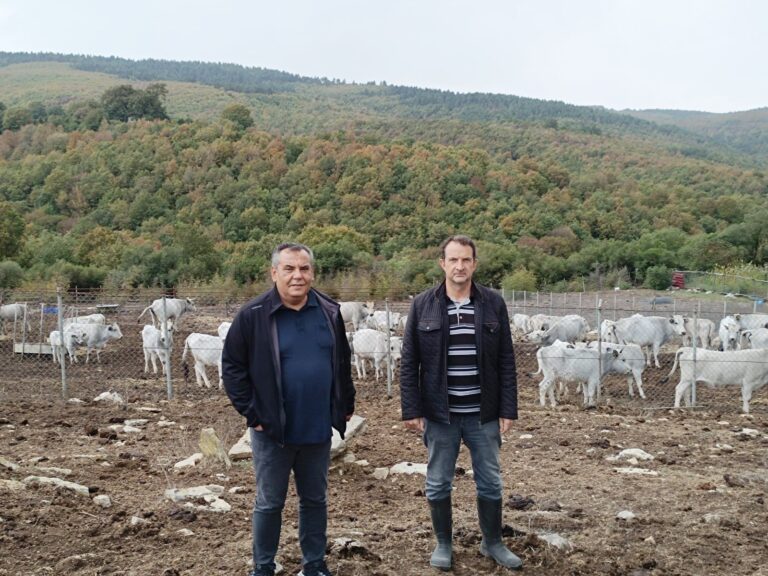 MUSTAFAKEMALPAŞA’DA ‘BOZ SIĞIR’ IRKI KORUNUYOR