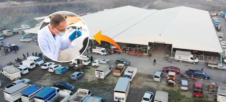 21 MAHALLE HARİÇ ŞAP KARANTİNASI KALKTI