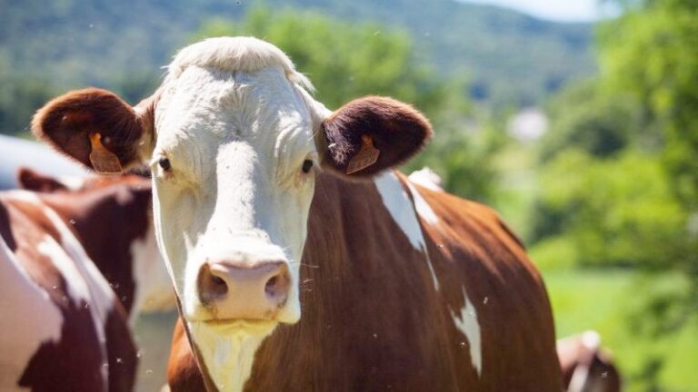 BESİLİ ERKEK SIĞIR DESTEĞİ BAŞLADI