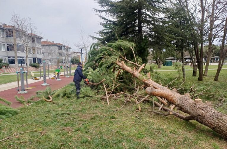 DEVRİLEN AĞAÇLARA ANINDA MÜDAHALE