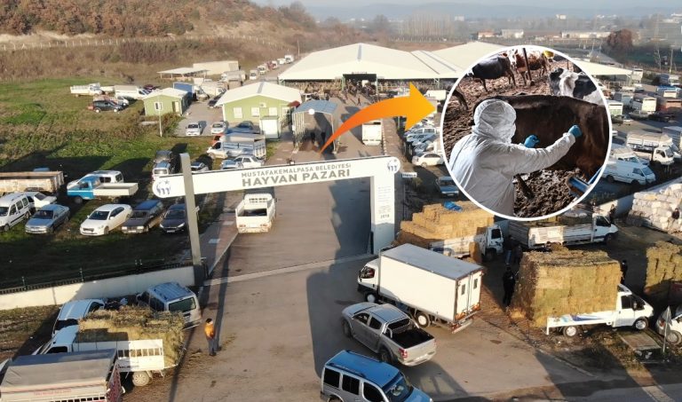 ŞAP KARANTİNASI KALKTI, GÖZLER HAYVAN PAZARINDA