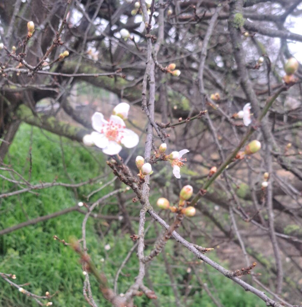 TEPECİK’TE ERİK AĞAÇLARI ERKEN UYANDI